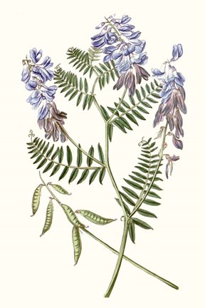 Framed Graceful Botanical V Print