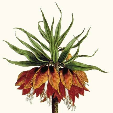 Framed Cropped Antique Botanical V Print