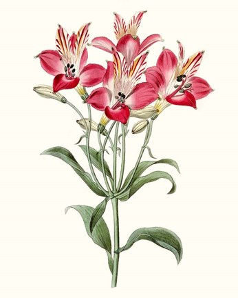 Framed Roseate Blooms I Print