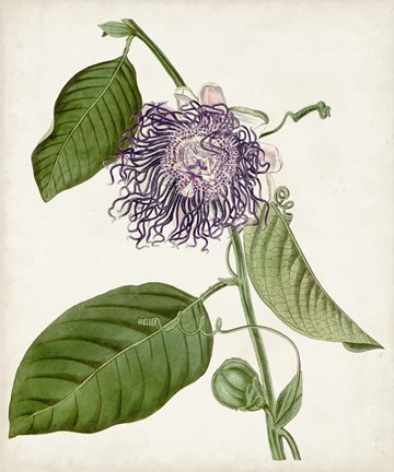 Framed Vintage Passionflower I Print