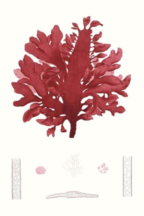 Framed Striking Seaweed I Print