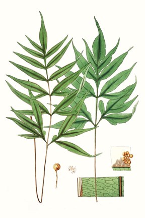 Framed Fern Foliage IV Print