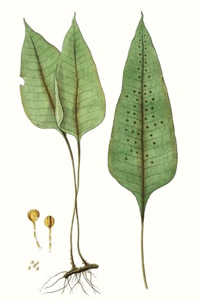 Framed Fern Foliage VI Print