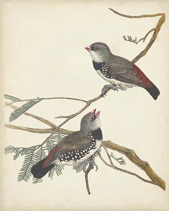 Framed Graceful Birds I Print