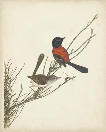 Framed Graceful Birds III Print