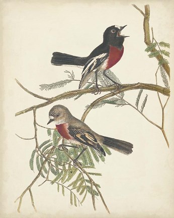 Framed Graceful Birds IV Print