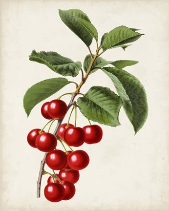 Framed Antique Fruit II Print