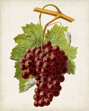 Framed Antique Fruit III Print