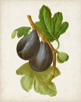 Framed Antique Fruit VI Print