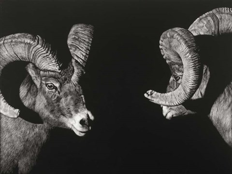 Framed Wild Scratchboard I Print