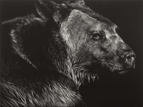 Framed Wild Scratchboard II Print