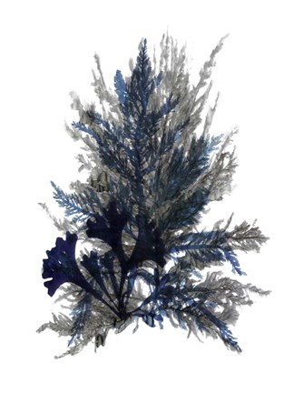 Framed Ocean Bloom II Print