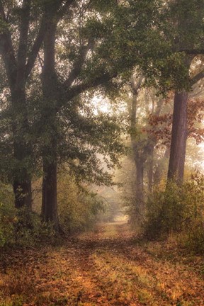 Framed Autumn&#39;s Walk I Print