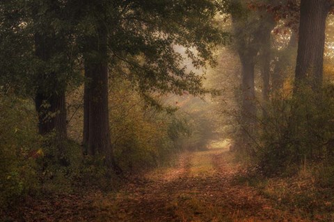 Framed Autumn&#39;s Walk III Print