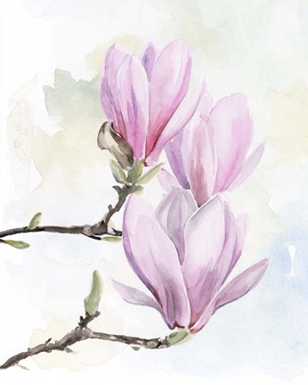 Framed Magnolia Blooms I Print