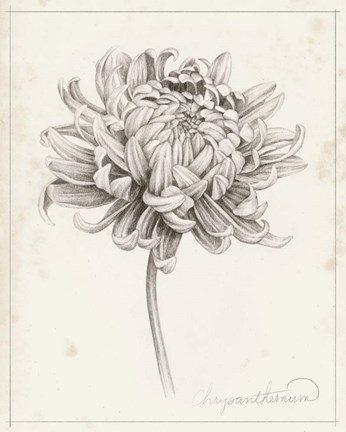 Framed Graphite Chrysanthemum Study I Print