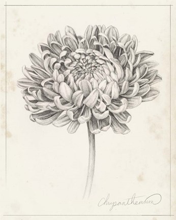 Framed Graphite Chrysanthemum Study II Print