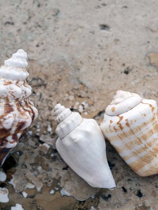 Framed Gifts of the Shore IV Print