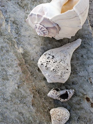 Framed Gifts of the Shore IX Print