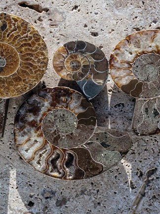 Framed Gifts of the Shore XI Print