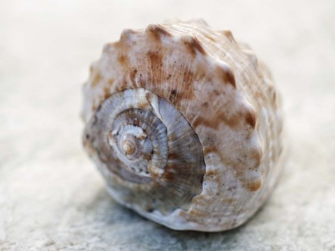 Framed Shell Portrait V Print