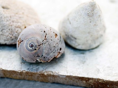 Framed Shell Portrait VI Print