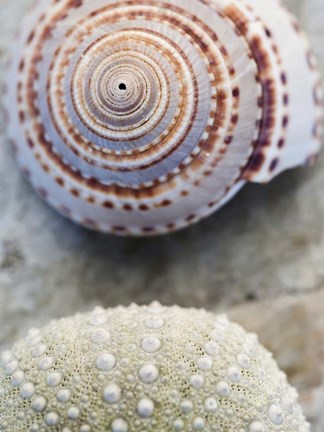 Framed Shell Portrait VIII Print