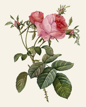 Framed Redoute&#39;s Rose II Print