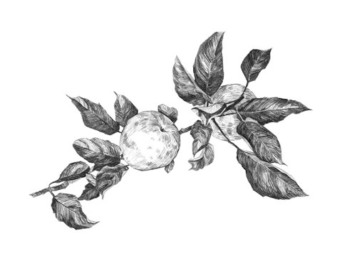 Framed Apple Etching II Print