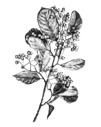 Framed Hawthorn Berry Branch I Print