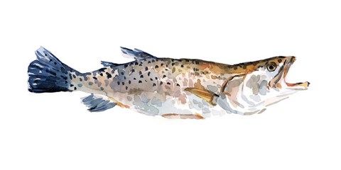 Framed Freckled Trout II Print