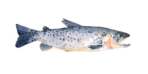 Framed Freckled Trout IV Print