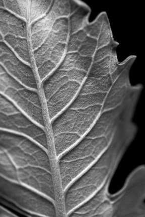 Framed Striking Leaf II Print