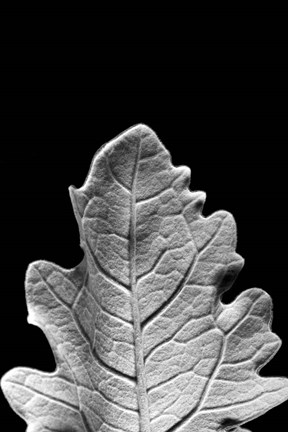 Framed Striking Leaf IV Print