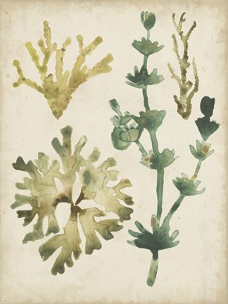 Framed Vintage Sea Fronds II Print