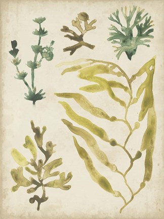 Framed Vintage Sea Fronds IV Print