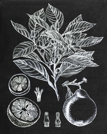 Framed Citrus Botanical Study I Print