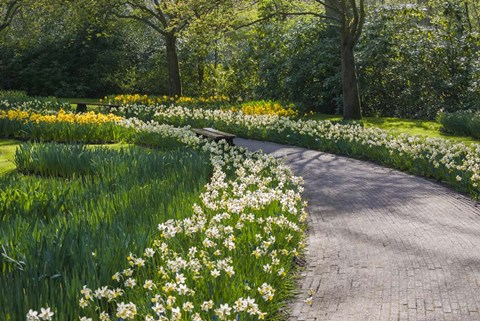 Framed Sunlit Path In Daffodil Garden Print