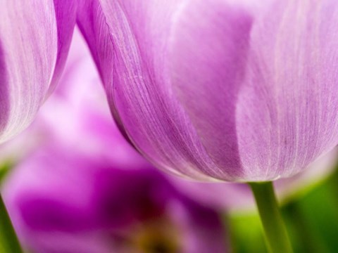 Framed Tulip Close-Ups 3, Lisse, Netherlands Print