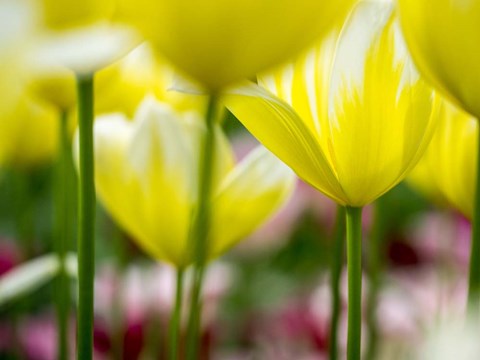 Framed Tulip Close-Ups 4, Lisse, Netherlands Print