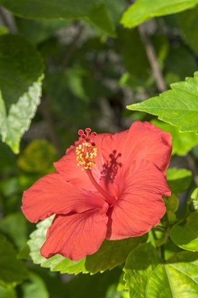 Framed Hibiscus, New Smyrna Beach, Florida Print