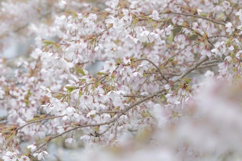 Framed Cherry Tree Blossoms, Seabeck, Washington State Print