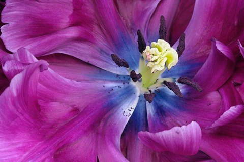 Framed Tulip Closeup, Keukenhof Gardens, Lisse, Netherlands, Holland Print