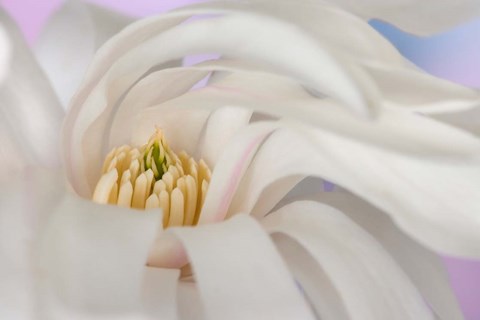 Framed Detail of star magnolia flower Print