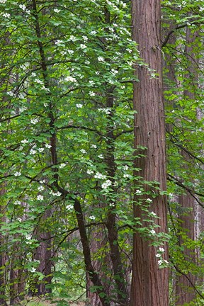 Framed Flowering dogwood tree Yosemite NP, CA Print