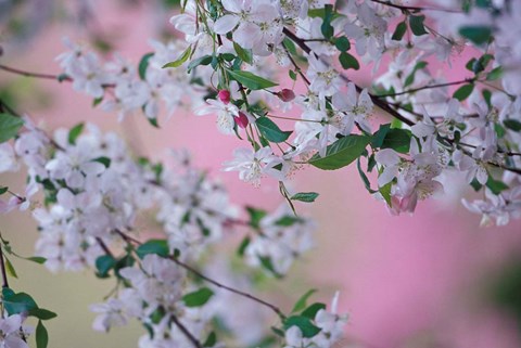 Framed Weeping Cherry Tree Blossoms, Louisville, Kentucky Print