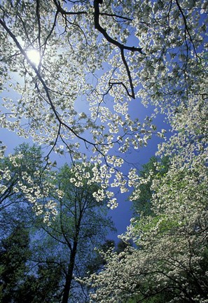 Framed White Flowering Dogwood Trees in Bloom, Kentucky Print