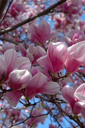 Framed Pink Magnolia Blossoms and Cross on Church Steeple, Reading, Massachusetts Print