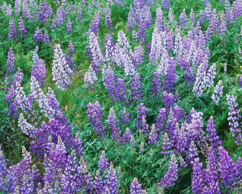 Framed Lupine Meadow and Oregon white oaks, Columbia River Gorge National Scenic Area, Oregon Print