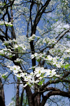 Framed USA, Tennessee, Nashville Flowering dogwood tree at The Hermitage Print